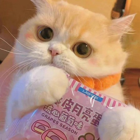 小猫微信头像图片，ins高级质感猫咪头像 可爱治愈！